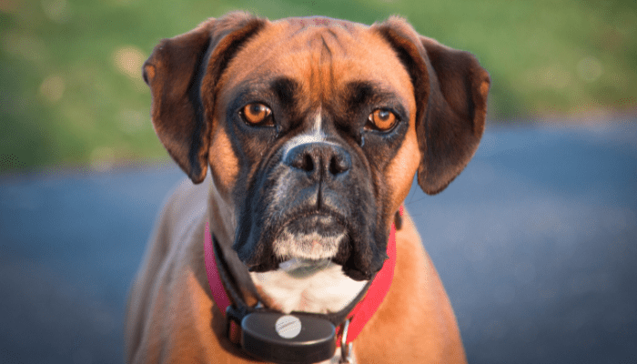 Do Shock Collars Hurt Dogs? [8 Undesirable Consequences] - Pet Dog Guides