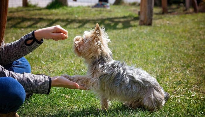 How To Train A Dog Boundaries With Shock Collar In 9 Easy Steps - Pet Dog Guides