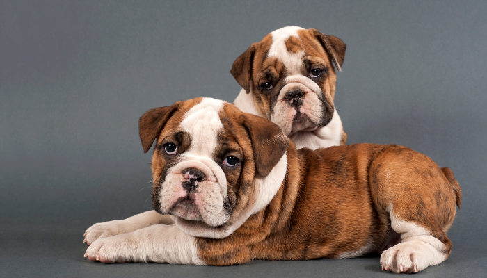 When Do Olde English Bulldogs Calm Down? - Pet Dog Guides